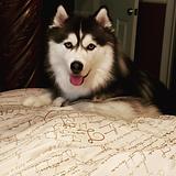 Photo of Don Johnson