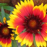 Photo of Rosanna Perez